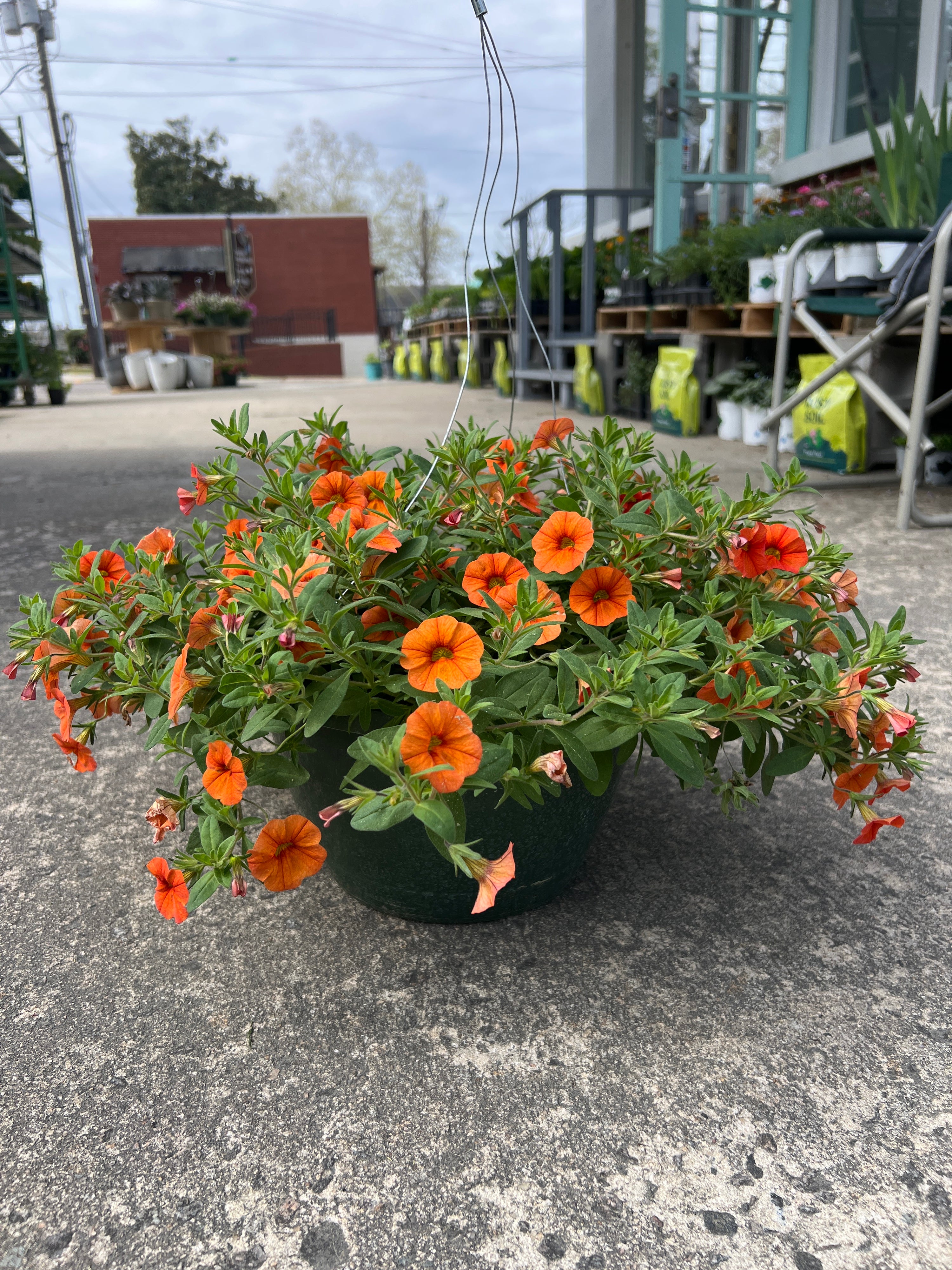 ANNUAL Calibrachoa Superbells Dreamsicle PW HB