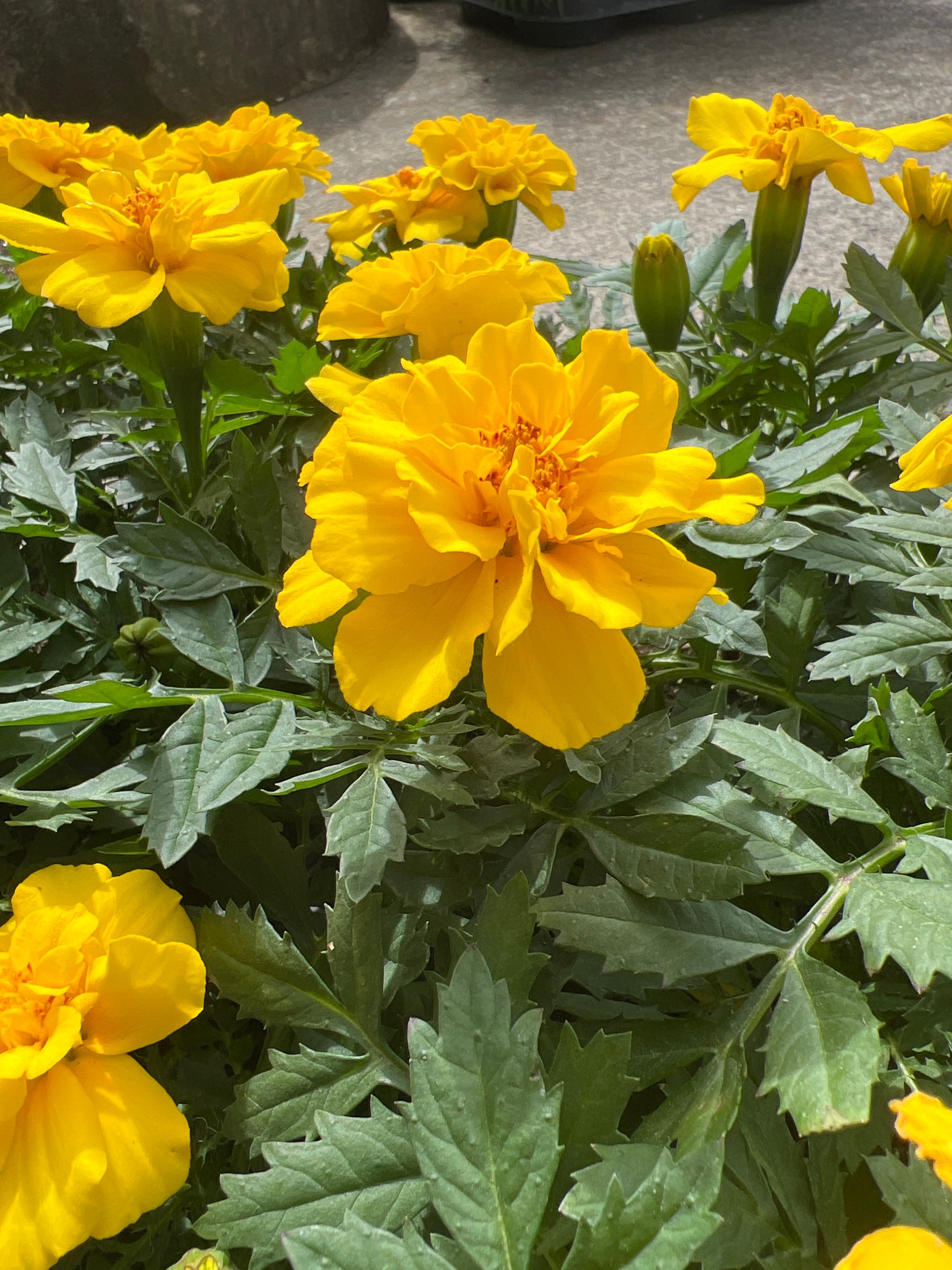 ANNUAL Marigold Safari Yellow