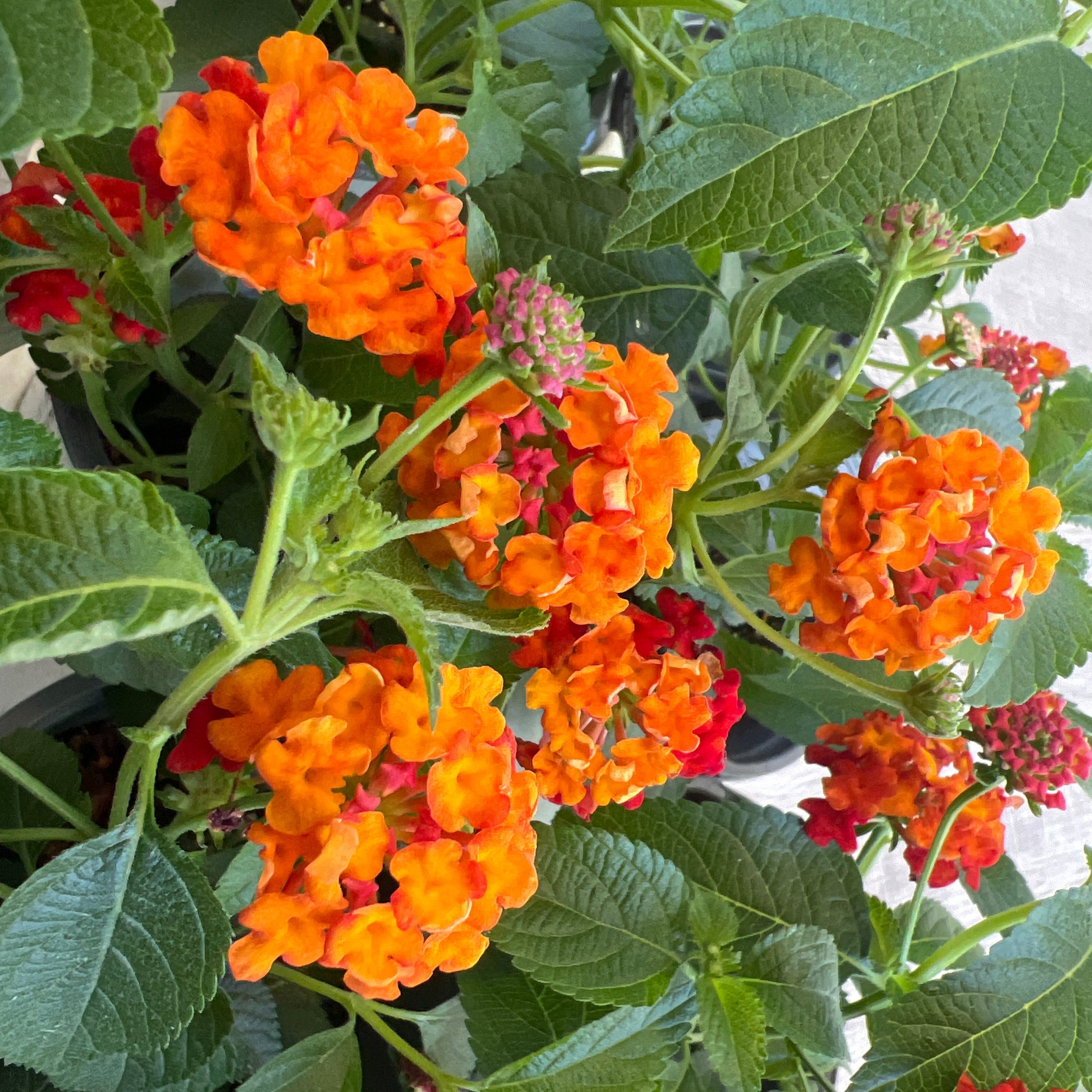 ANNUAL Luscious Citrus Blend Lantana PW