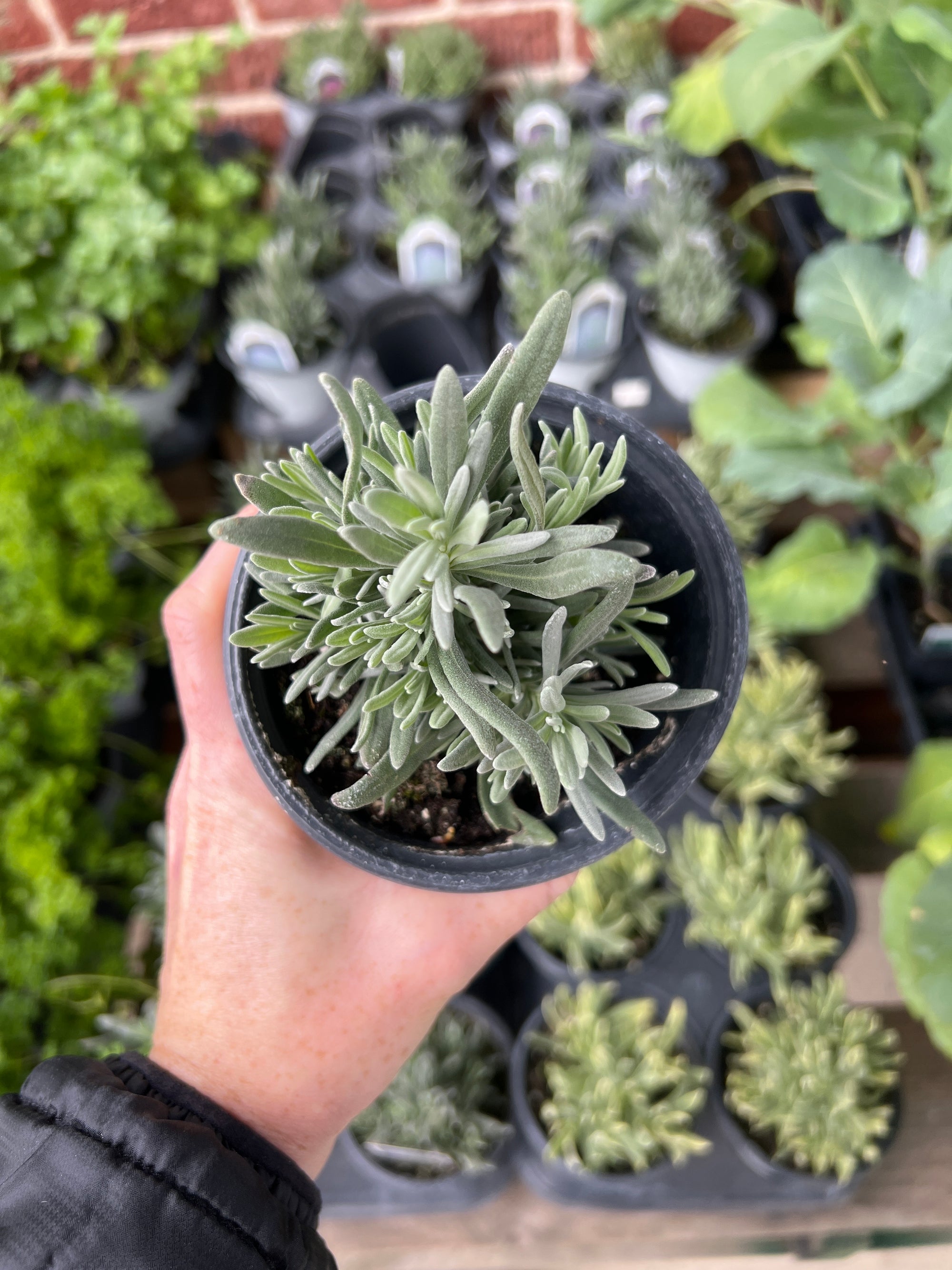 HERB 'Provence' Lavender