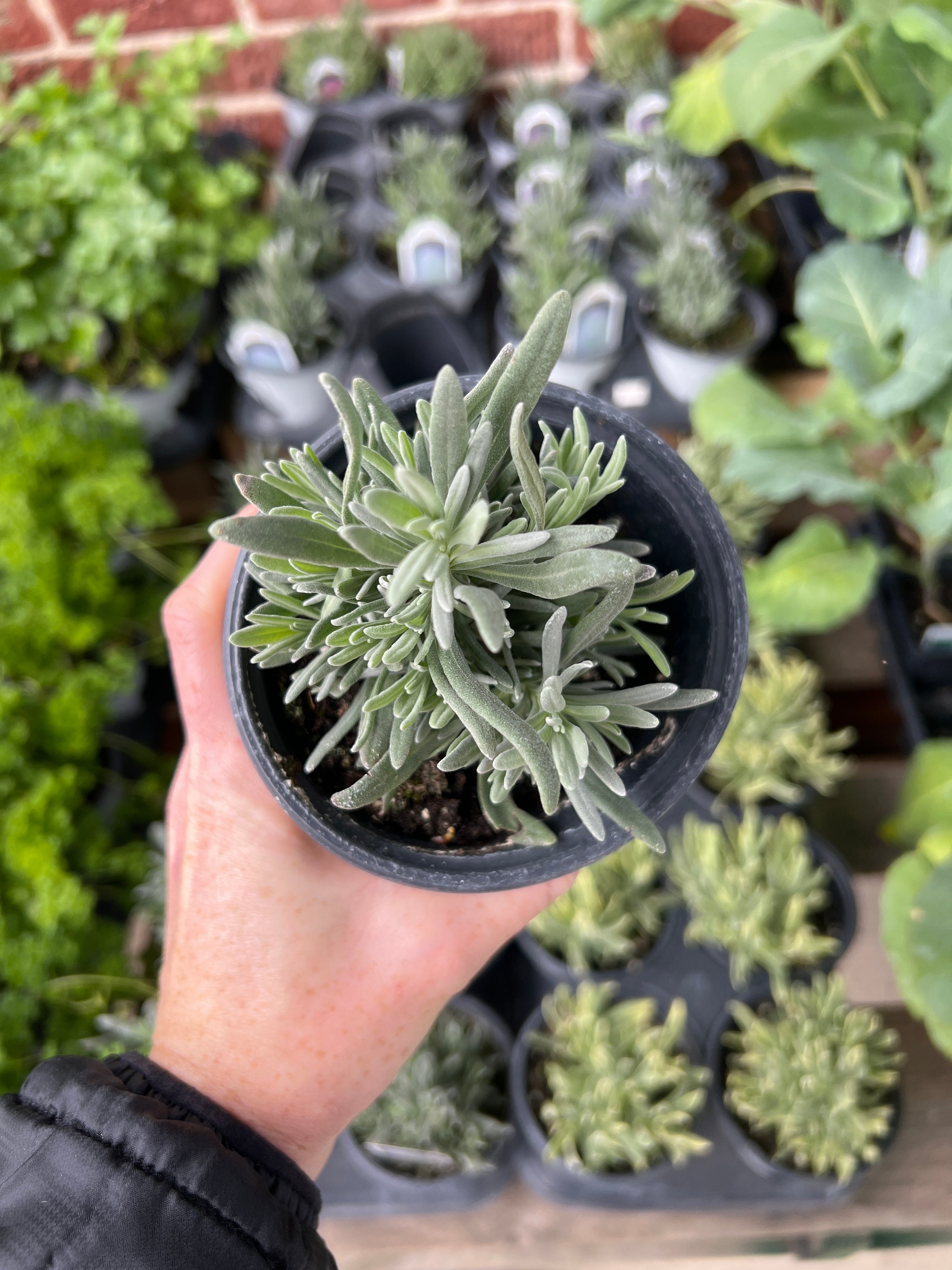 HERB 'Provence' Lavender