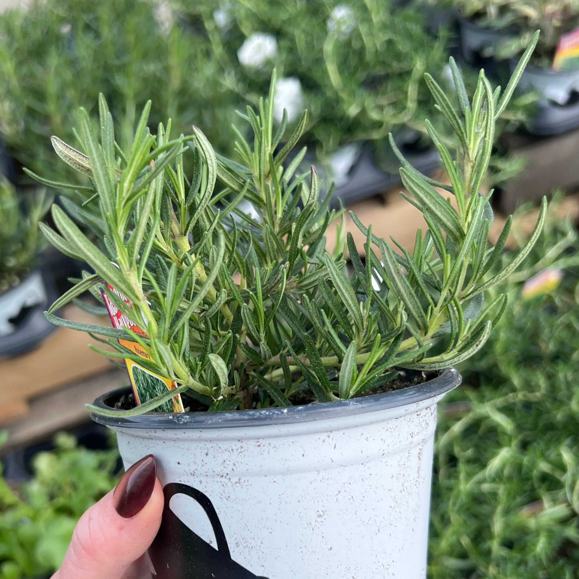 HERB 'Salem' Rosemary