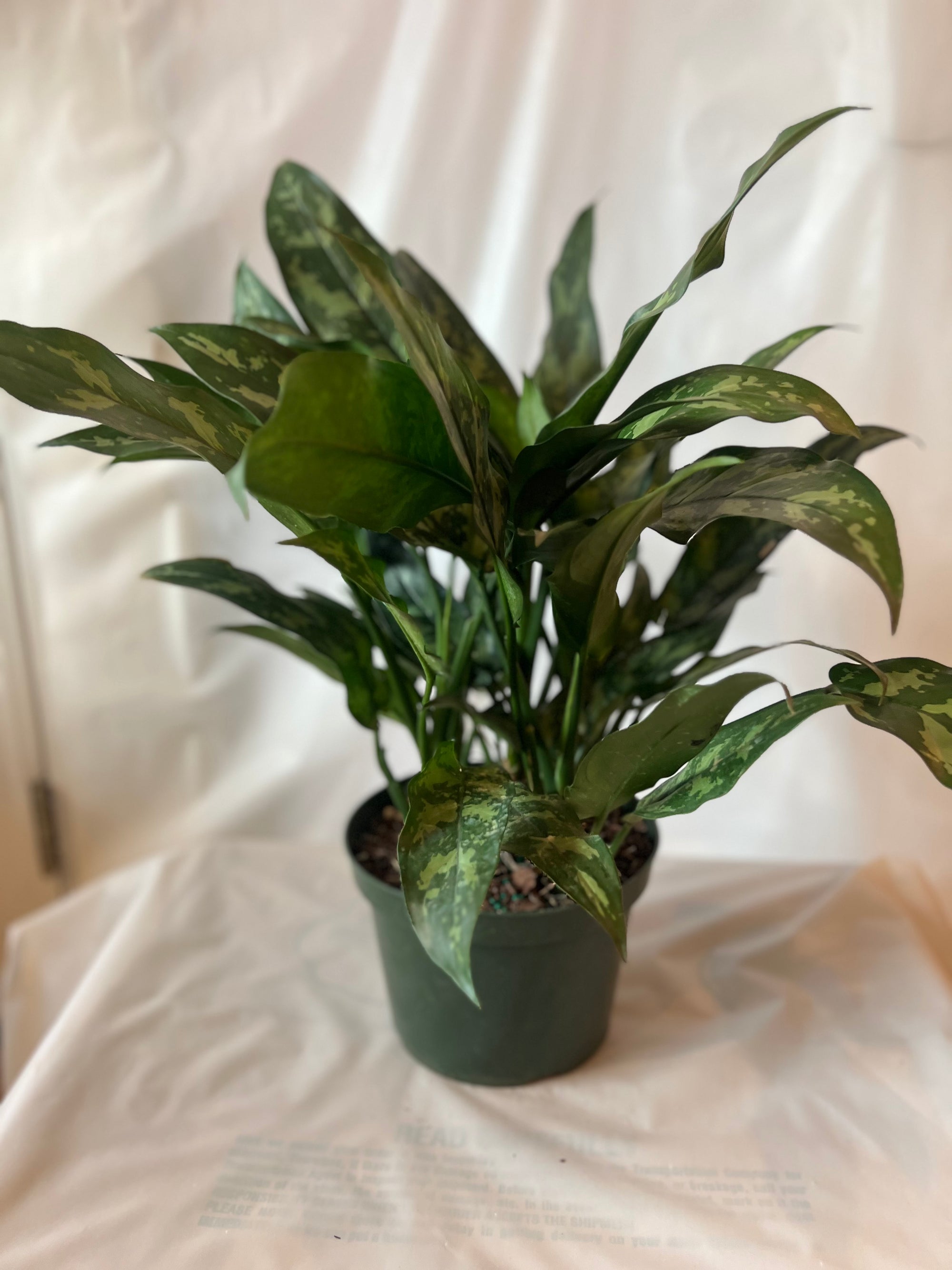 Aglaonema Maria 8”