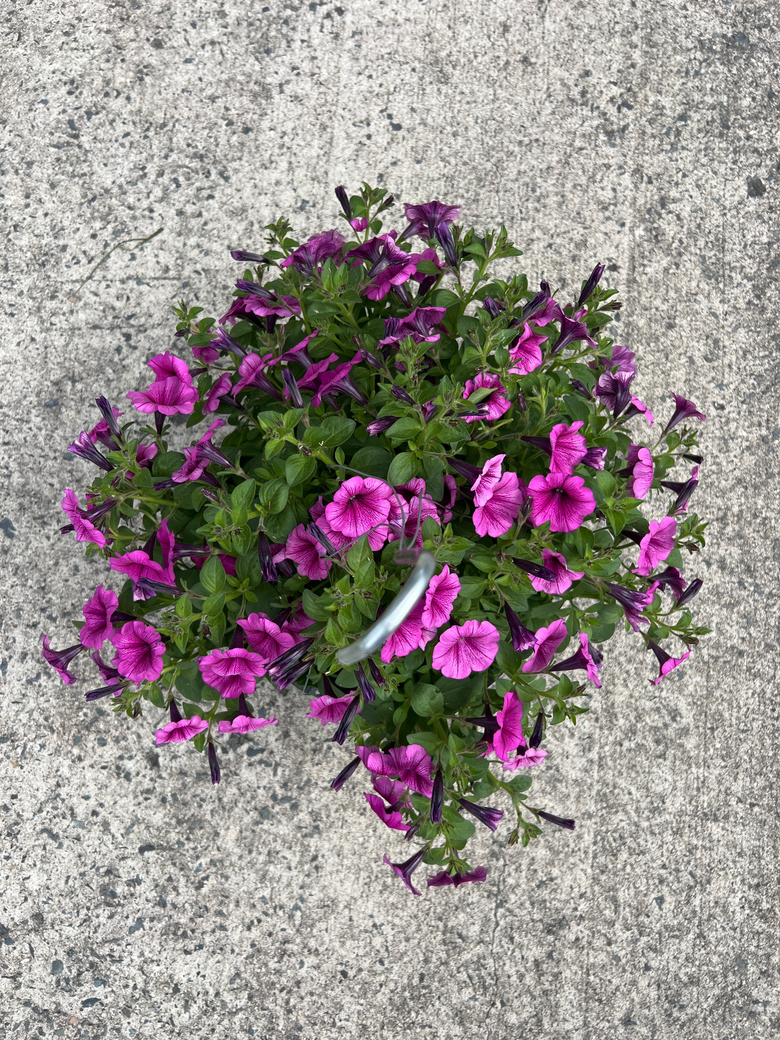 ANNUAL Petunia Color Rush Pink HB