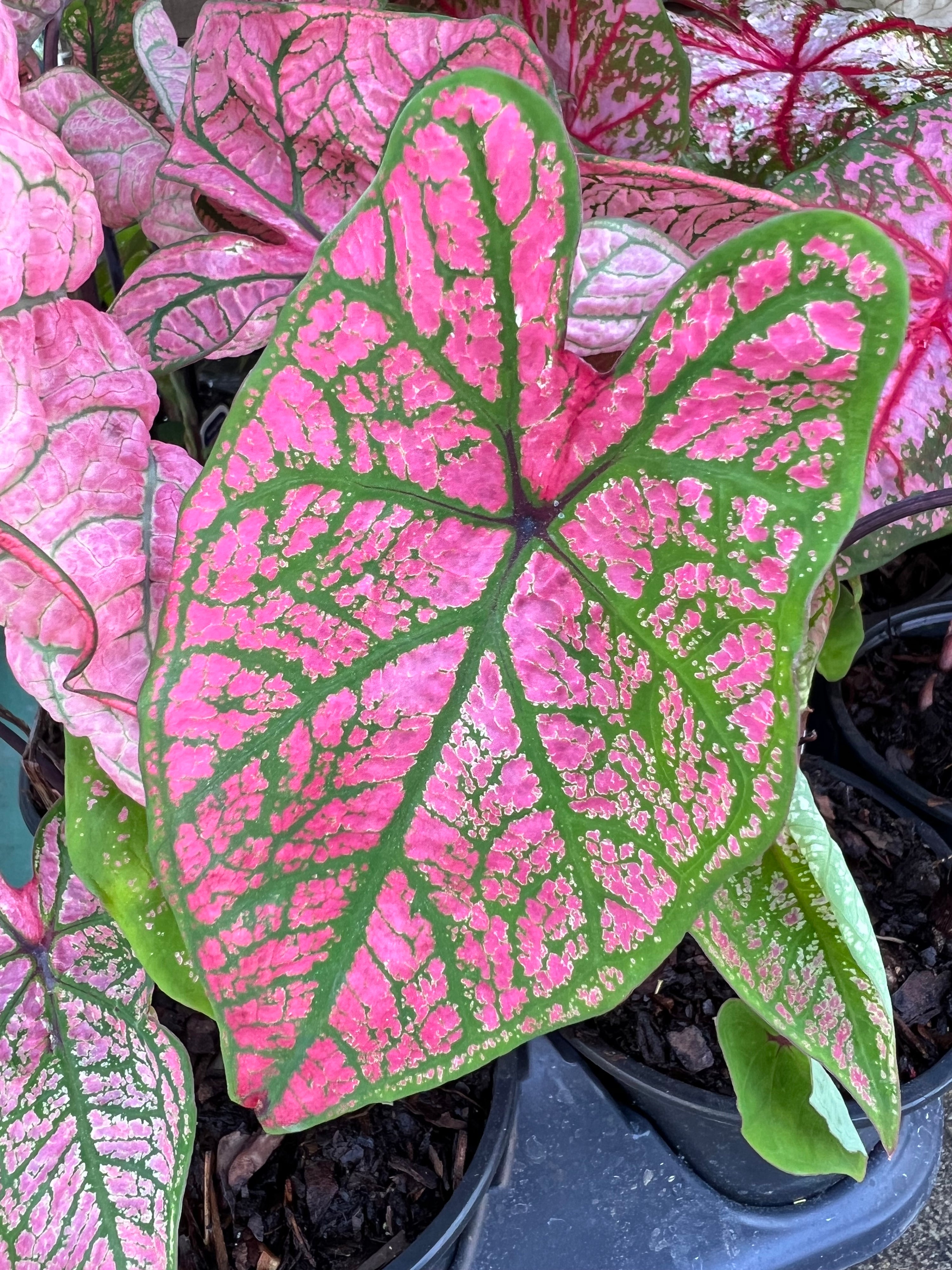 ANNUAL Caladium Spring Fling
