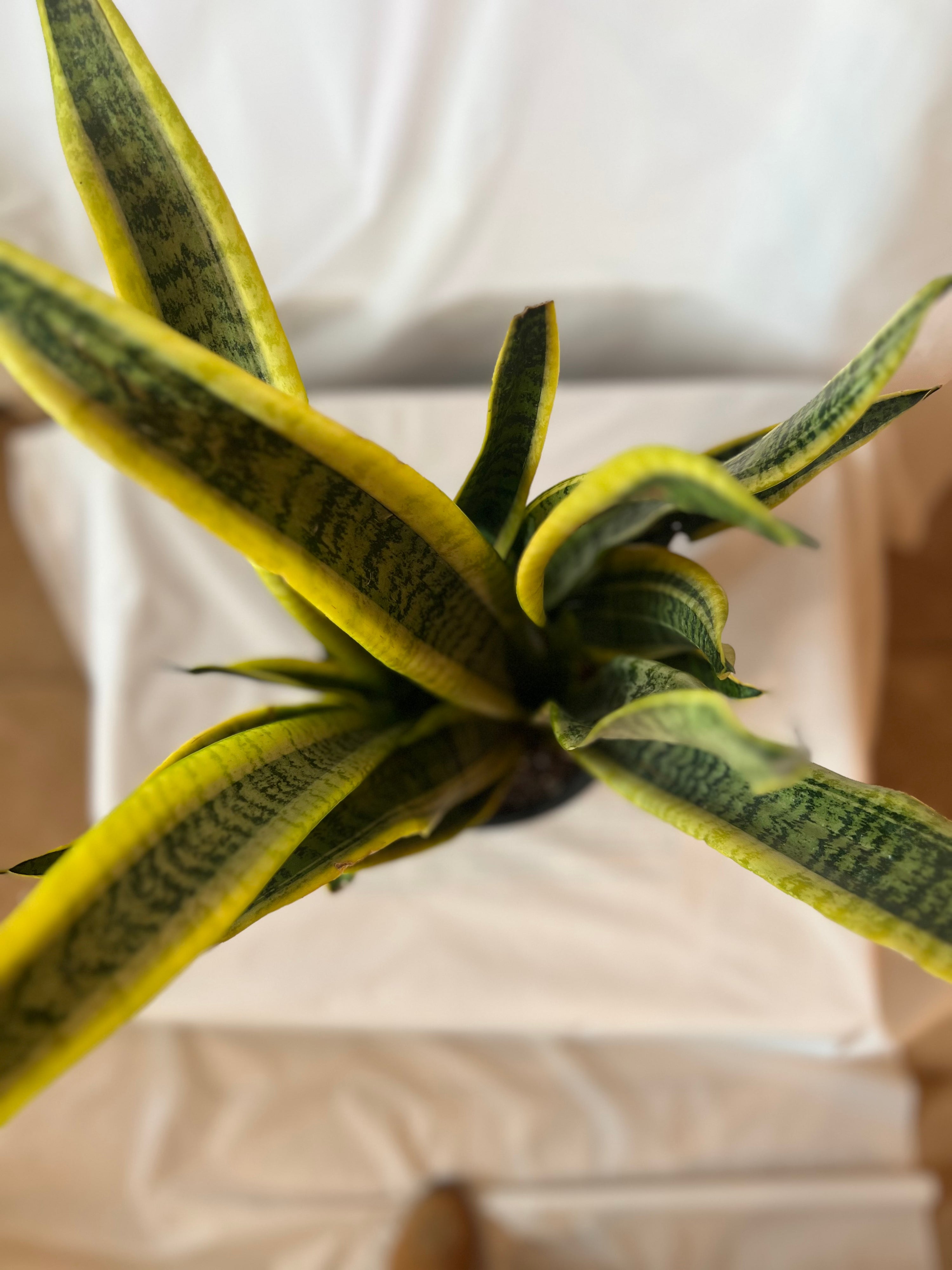 SANSEVIERIA Laurentii 10”