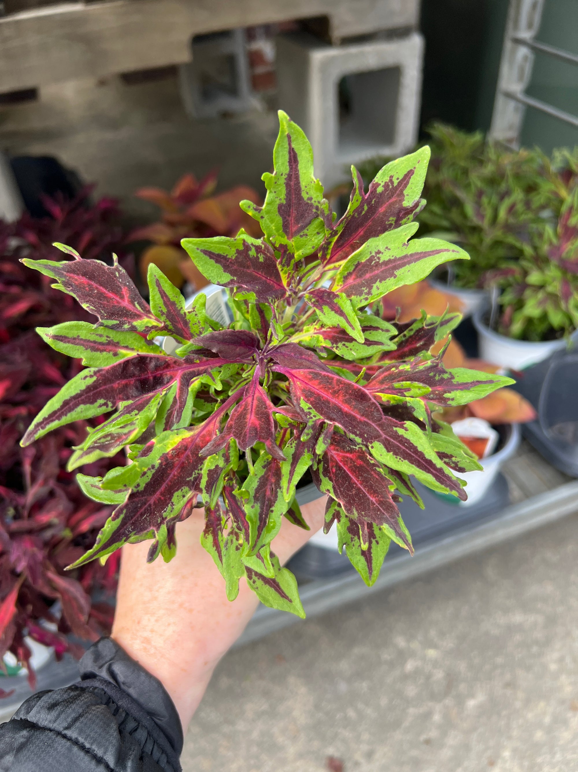 ANNUAL Coleus Flame Thrower Chili Pepper