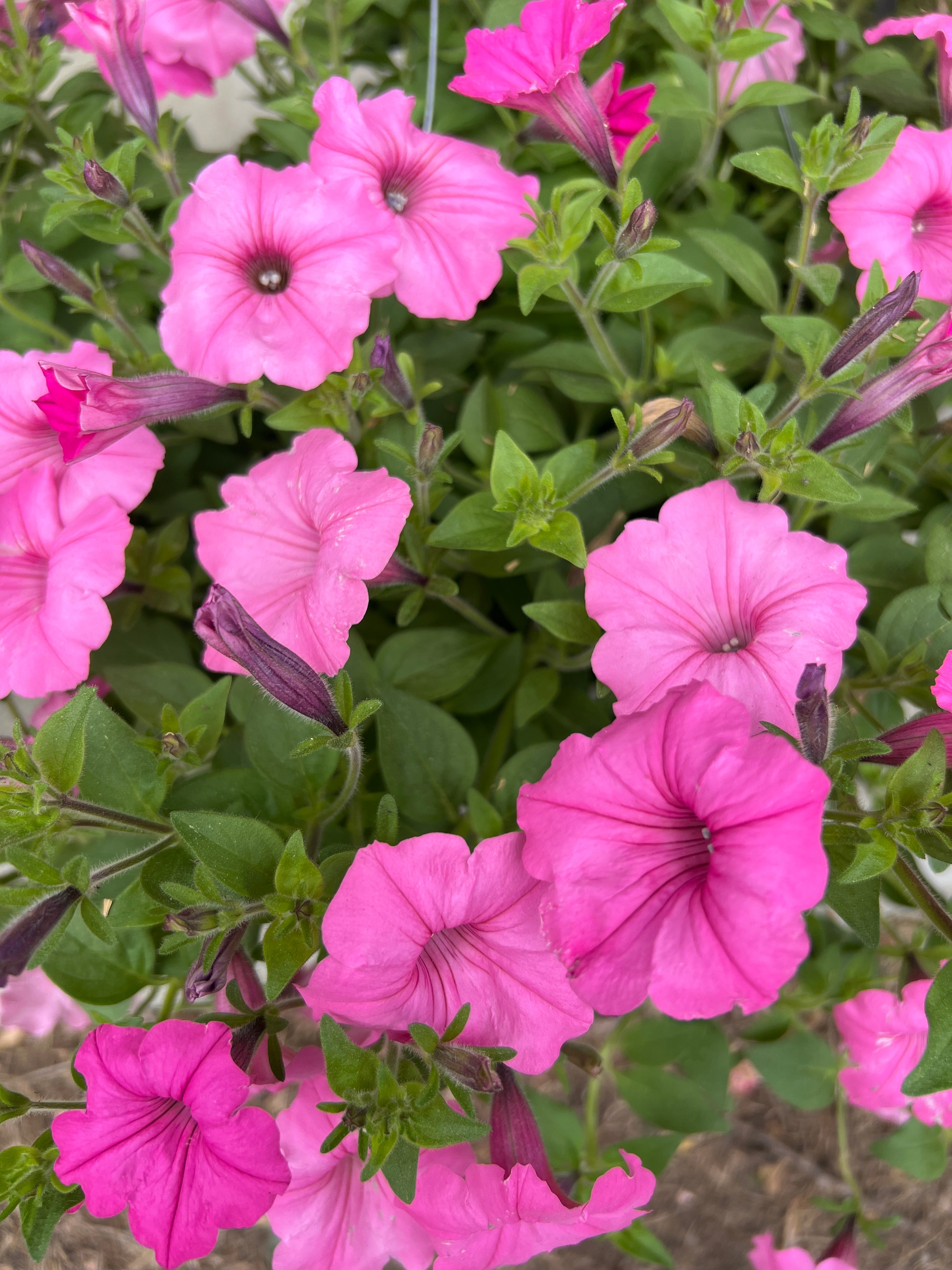ANNUAL Petunia Bubblegum PW HB