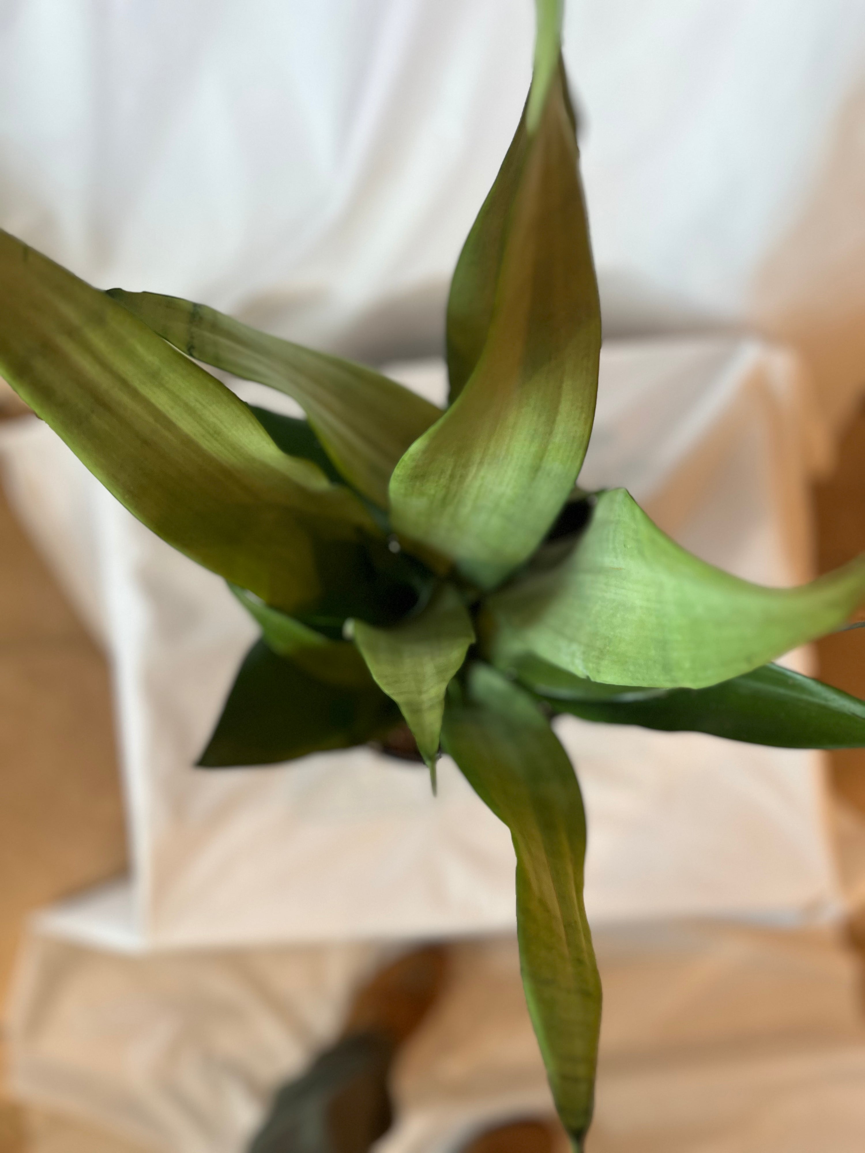 SANSEVIERIA Moonshine 10”