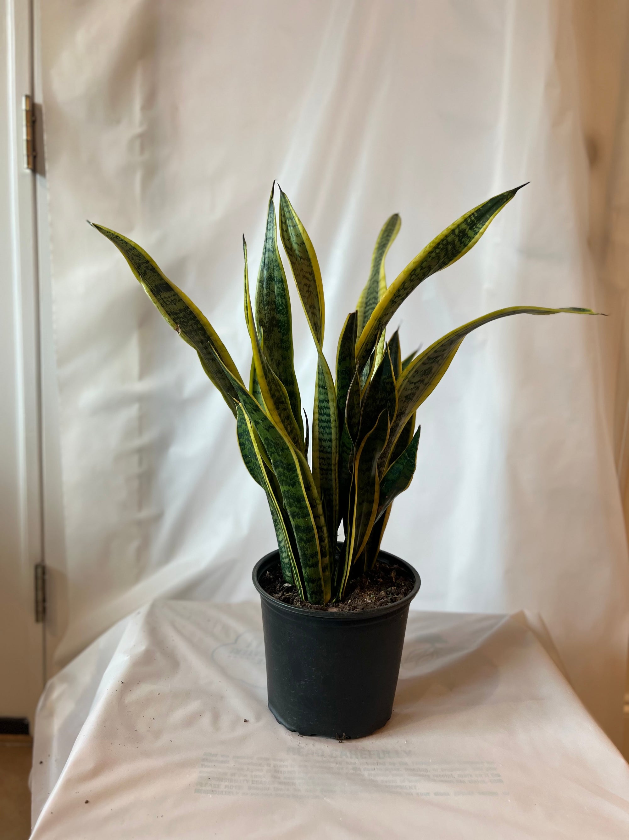 SANSEVIERIA Laurentii 10”