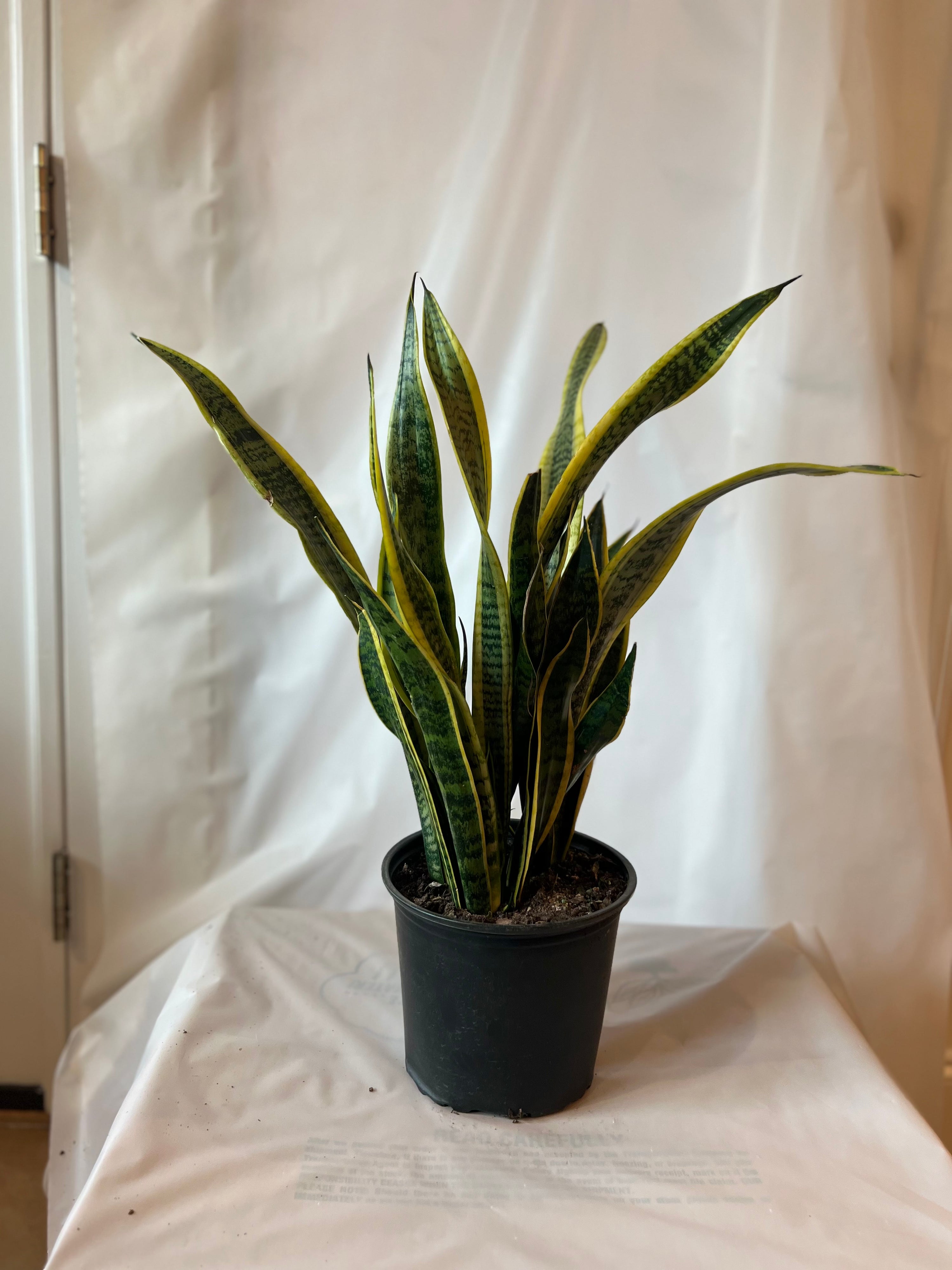 SANSEVIERIA Laurentii 10”