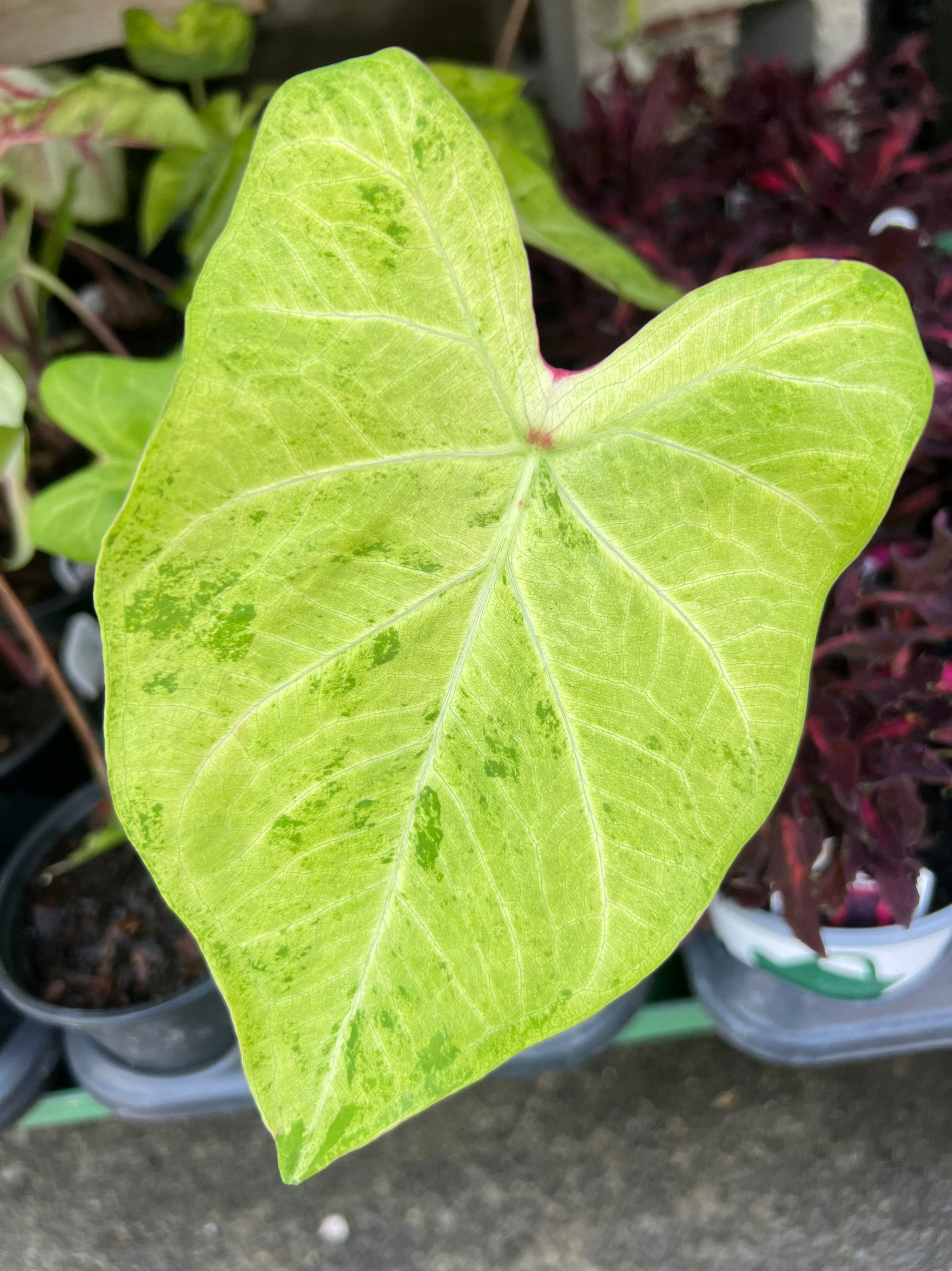 ANNUAL Caladium Frog in a Blender