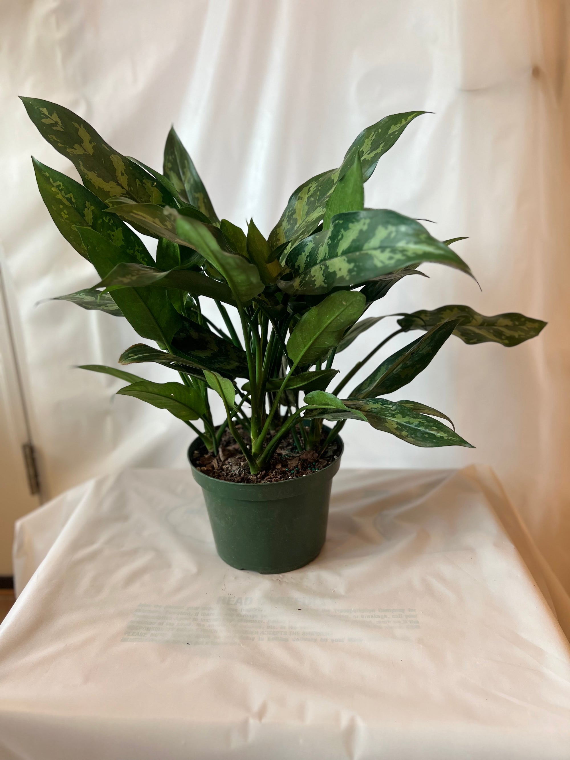 Aglaonema Maria 8”