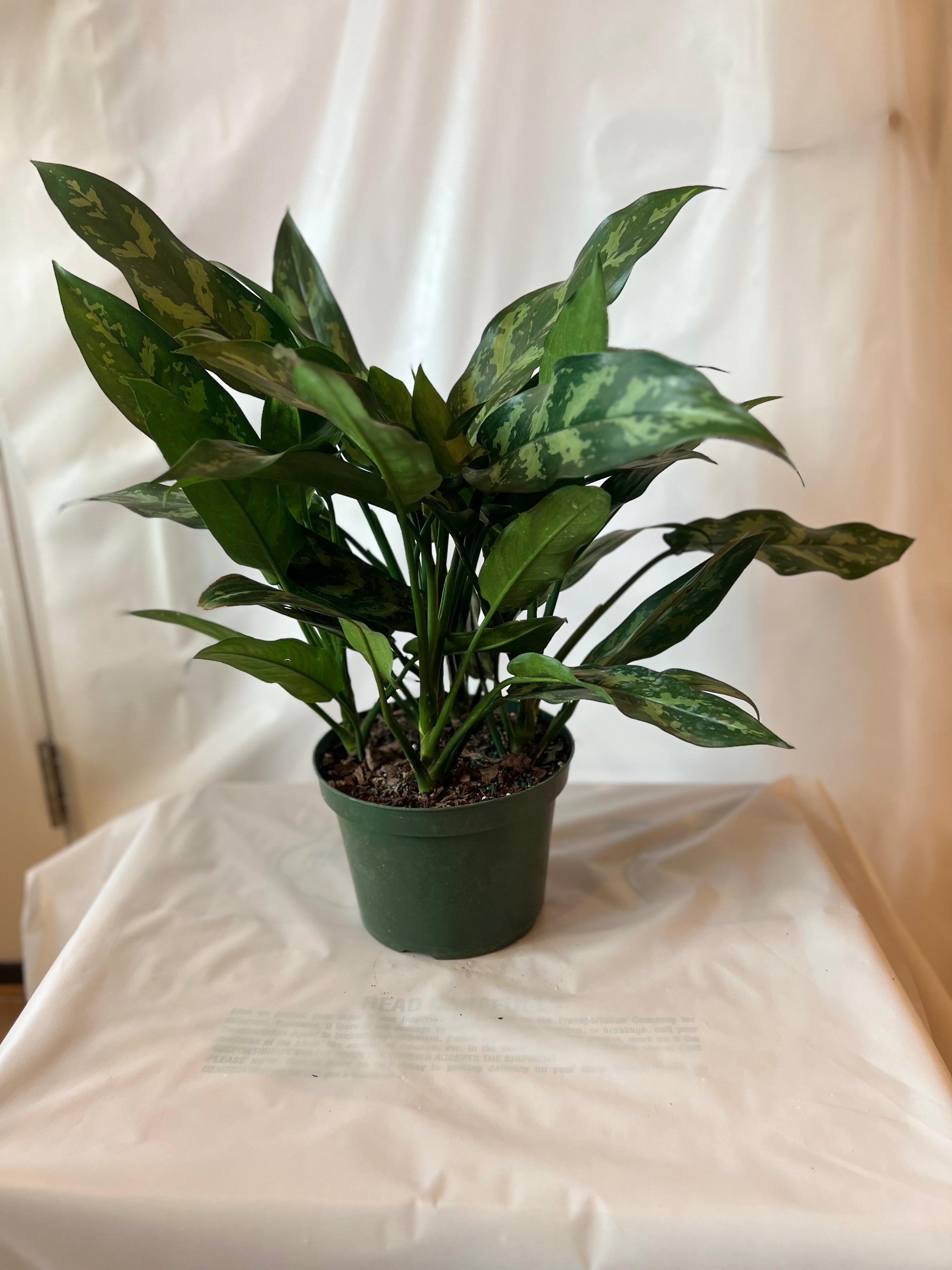 Aglaonema Maria 8”