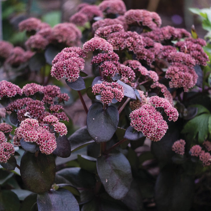 'Night Embers' Autumn Stonecrop