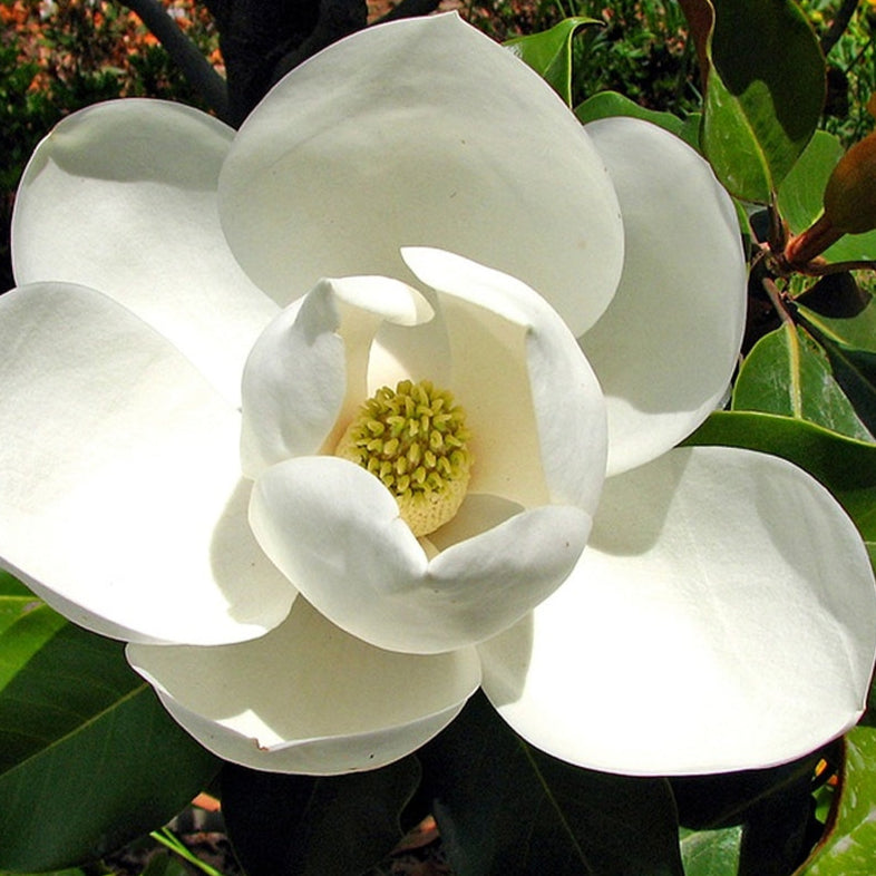 Close-up of a white flower with green center surrounded by green leaves.