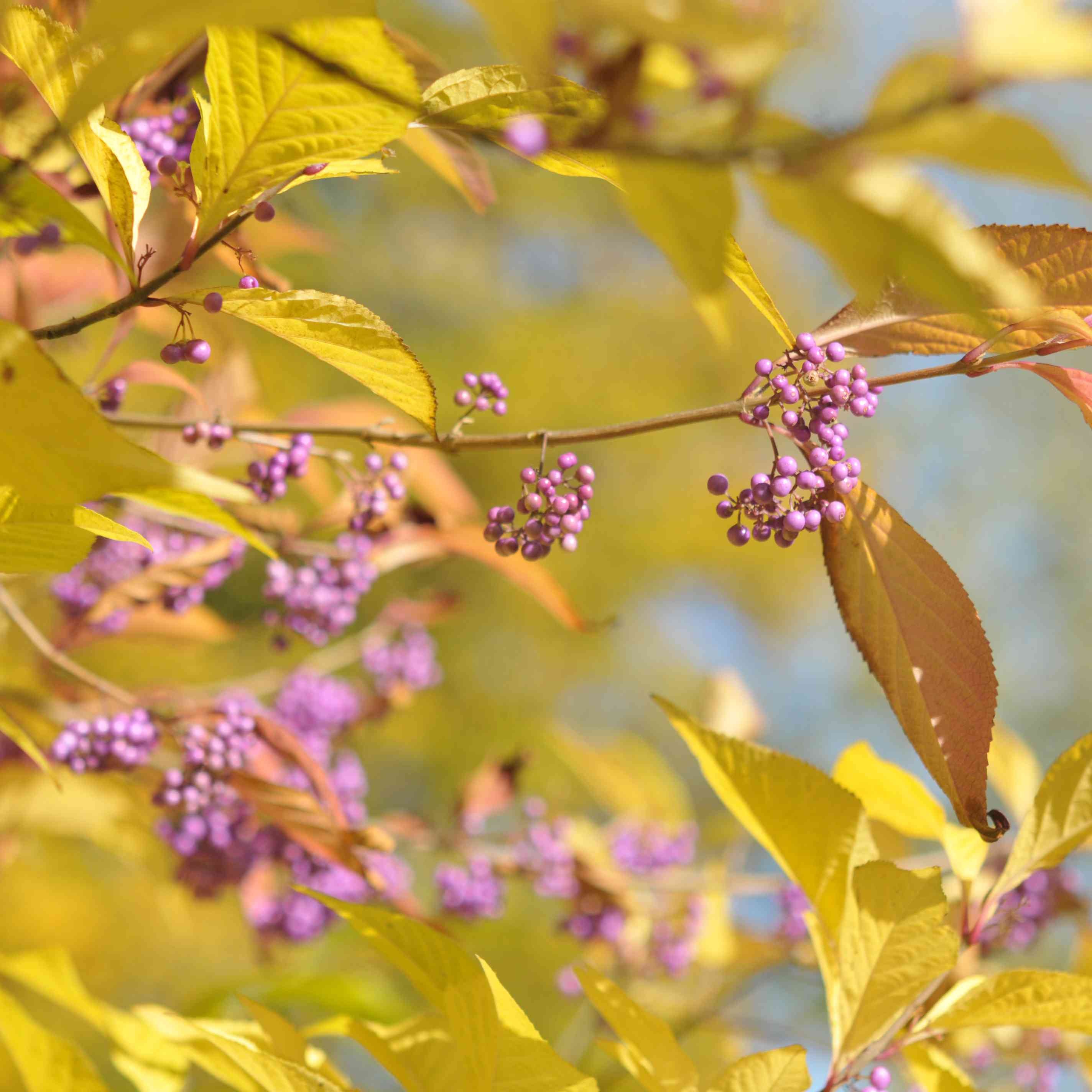 Close-up of purple berries on a branch with green leaves