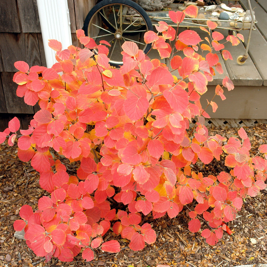 'Mount Airy' Fothergilla