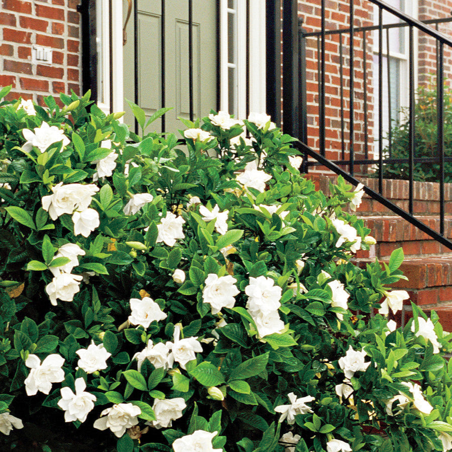 Gardenia Jubilation™