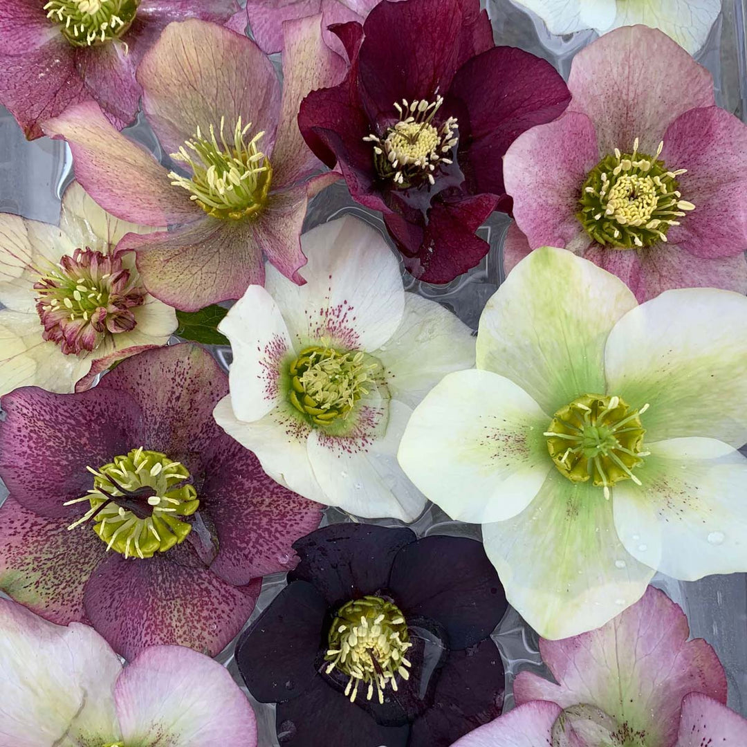 Close-up of various hellebore flowers in different colors.