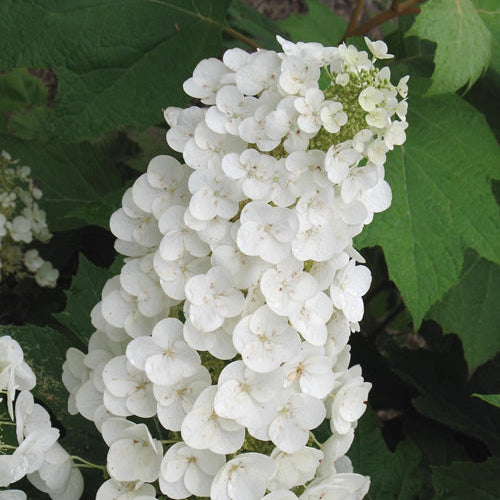 Bunch of white flowers with green leaves in the background