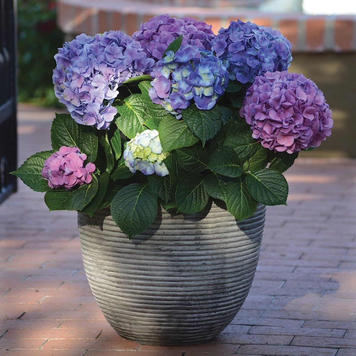 Potted plant with purple and pink flowers on a brick patio
