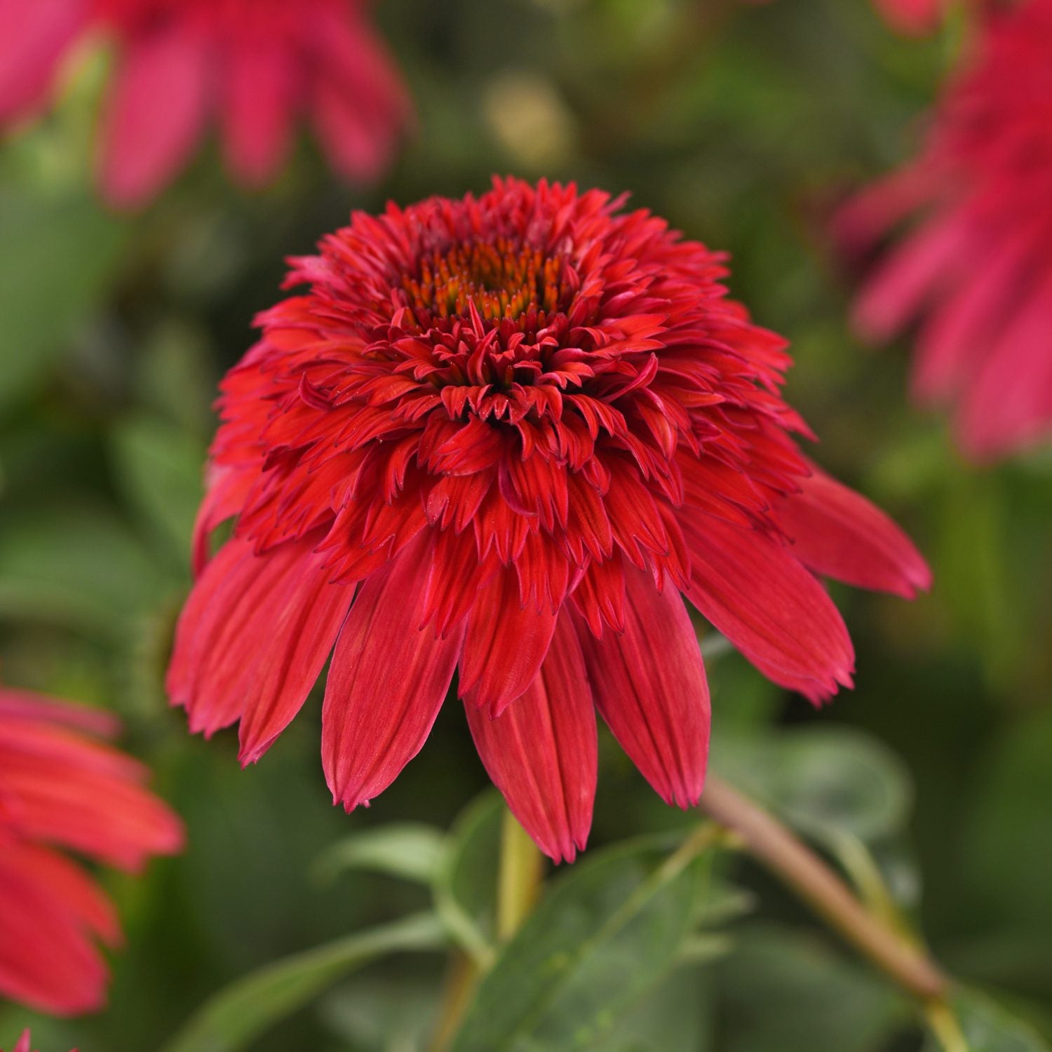 Echinacea ‘Double Scoop Strawberry Deluxe'