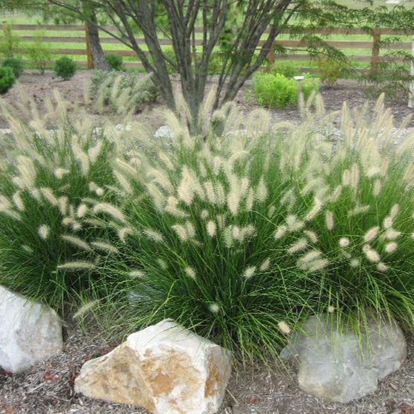 Hameln Dwarf Fountain Grass