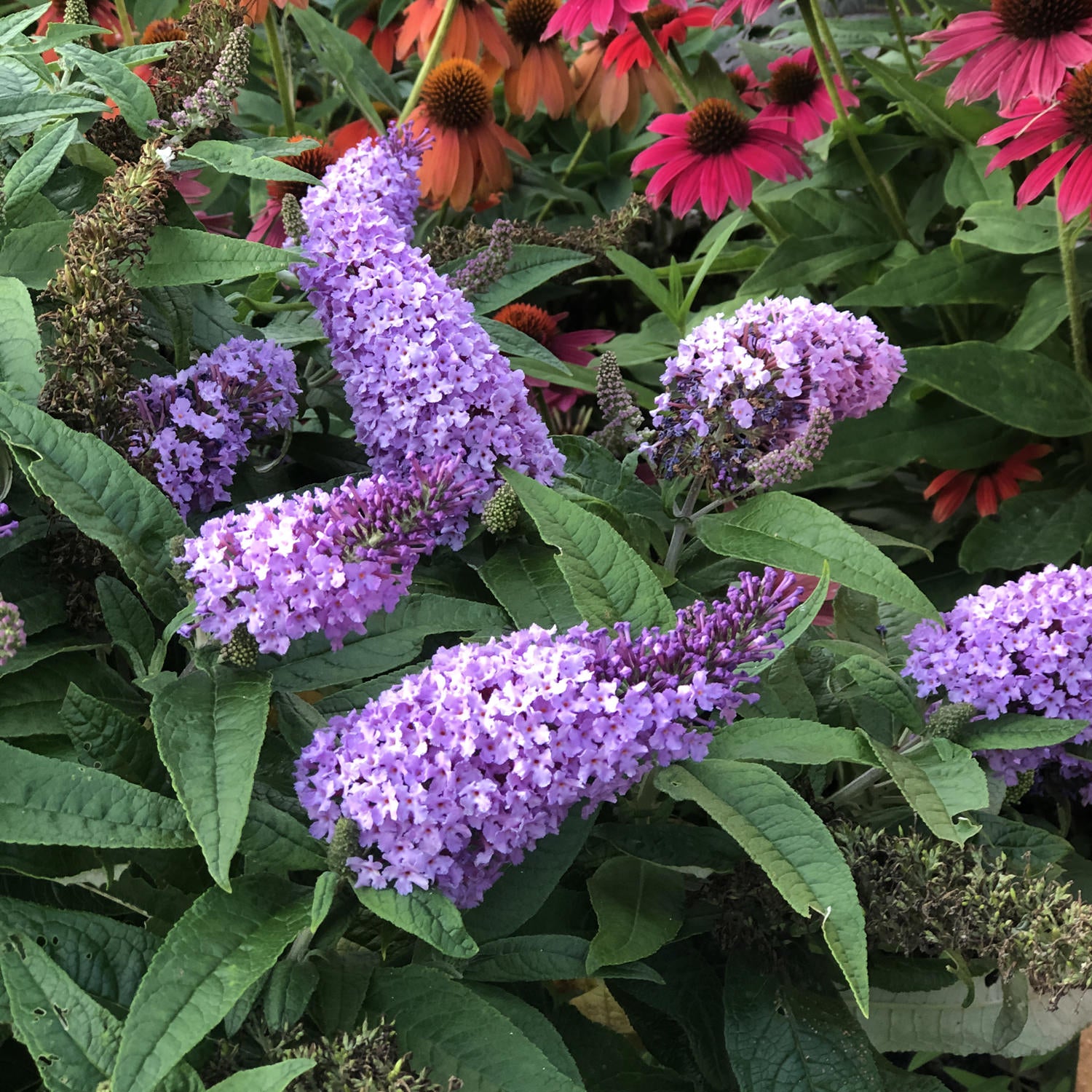 Buddleia Pugster® Amethyst