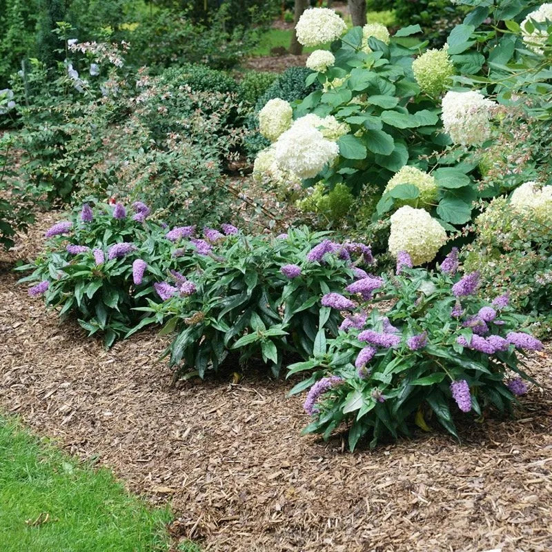 Buddleia Pugster® Amethyst