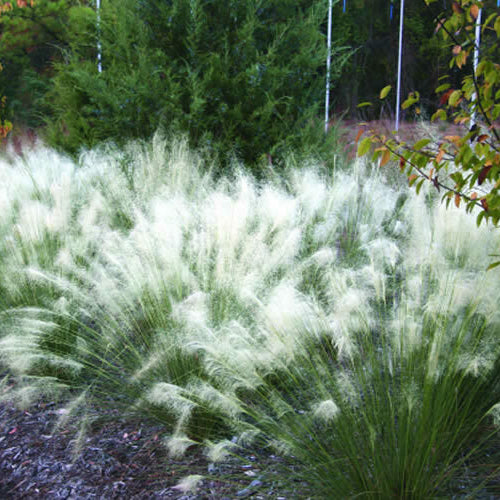 Grass with white flowers in a garden setting