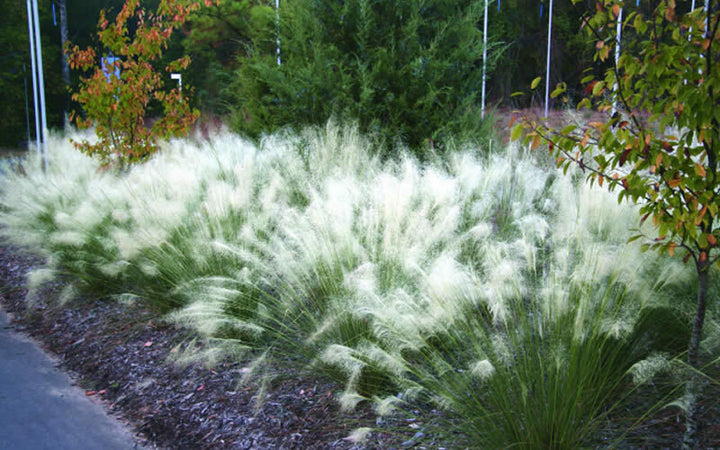 ‘White Cloud’ Muhly Grass