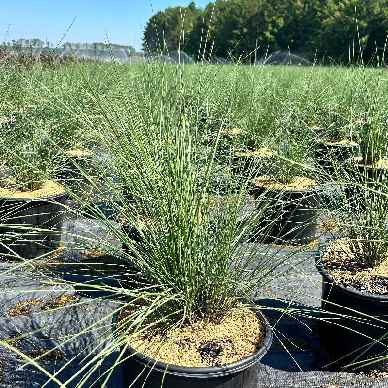 ‘White Cloud’ Muhly Grass