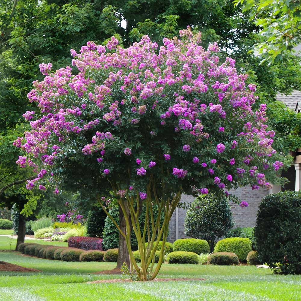'Muskogee' Crape Myrtle