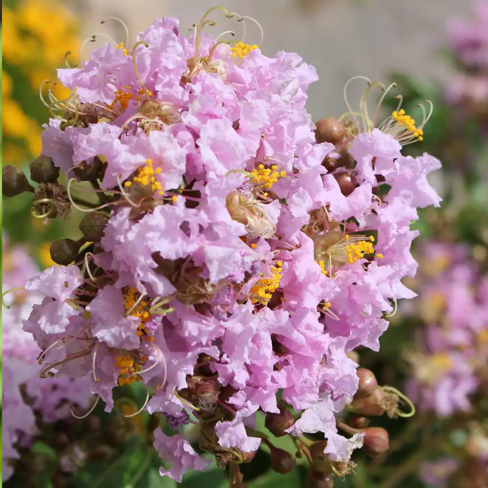 'Muskogee' Crape Myrtle