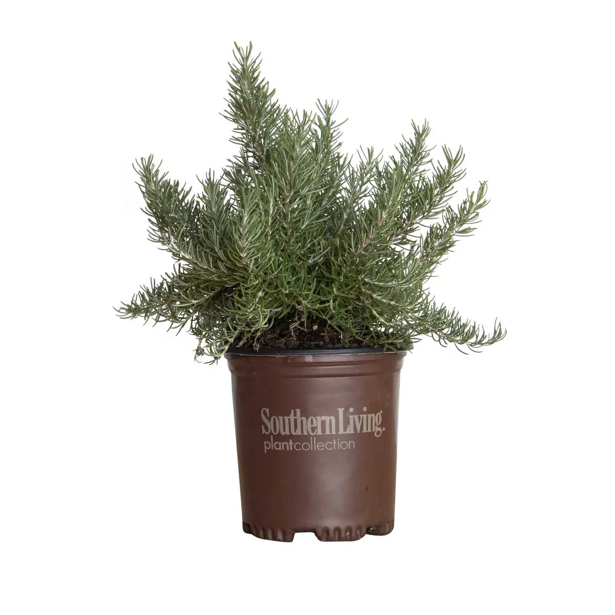 Chef's Choice® Rosemary