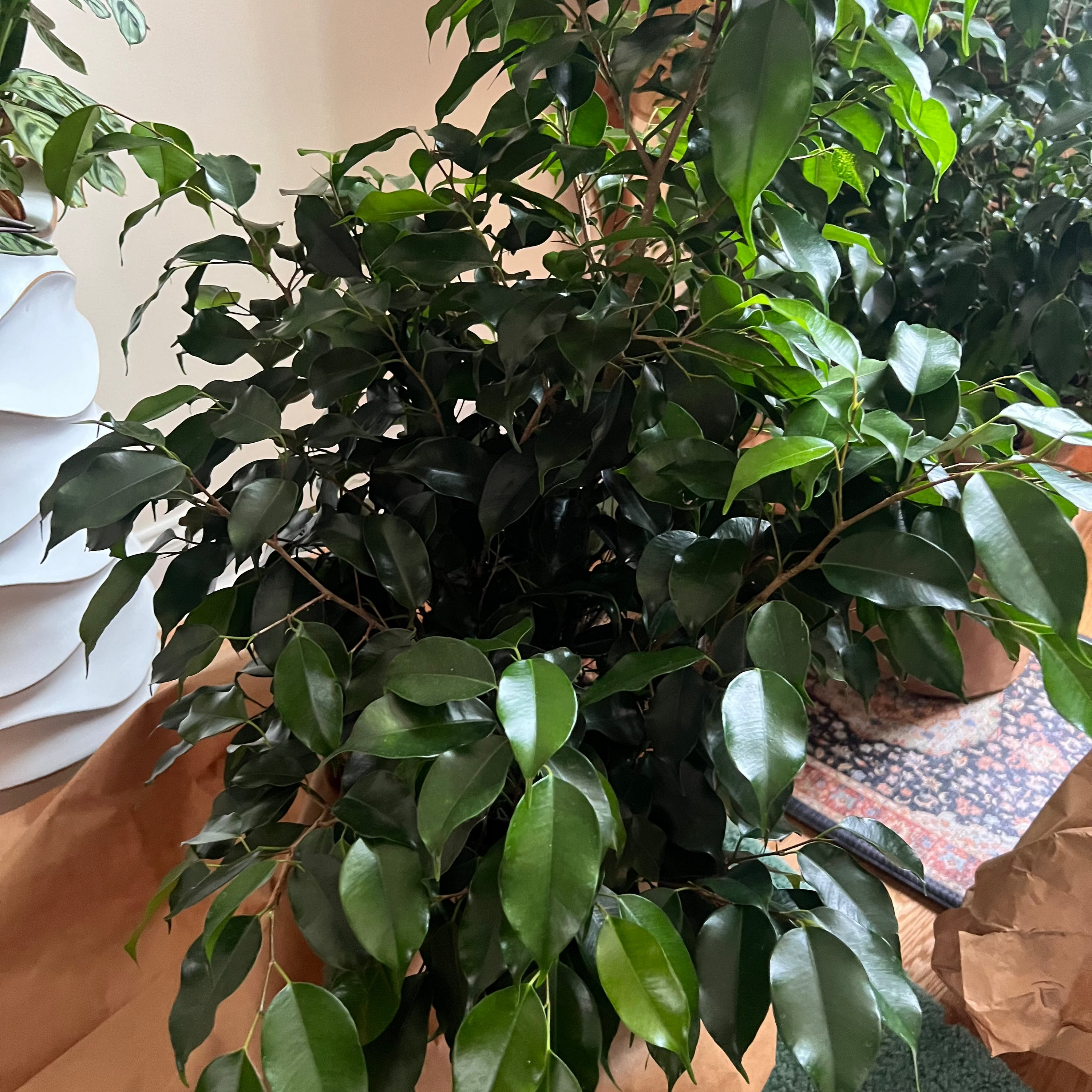 FICUS ‘Midnight’ - 10”