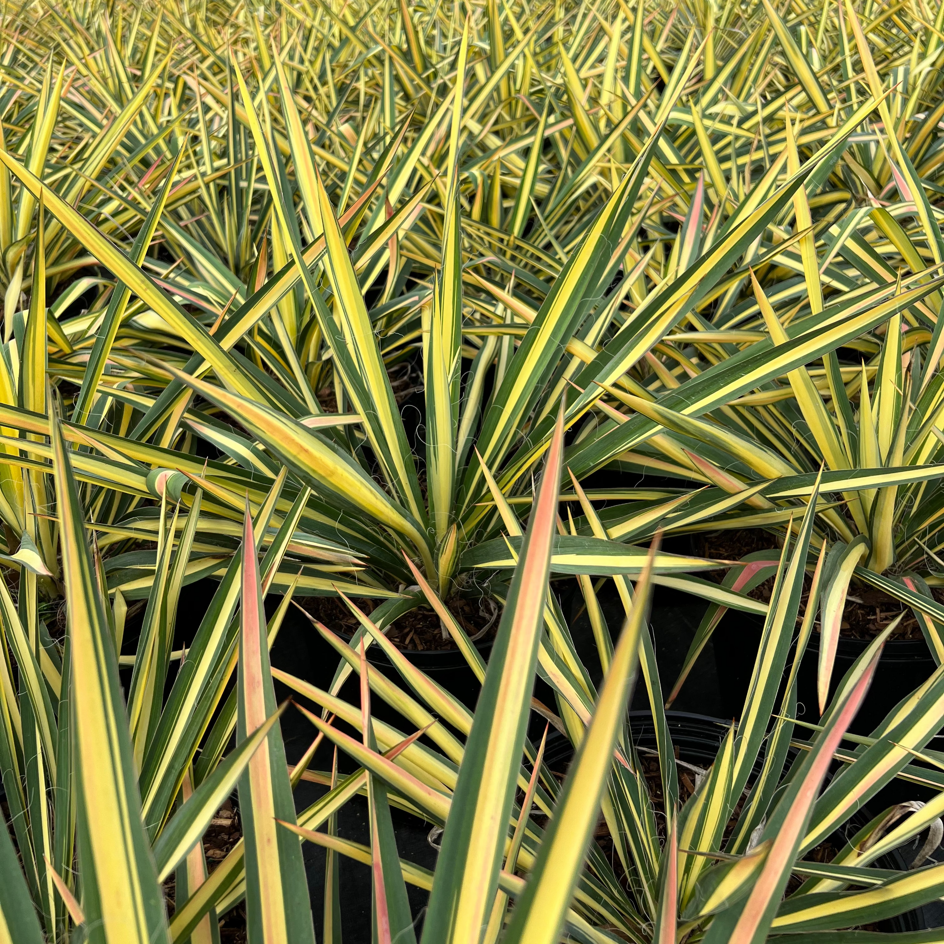 PERENNIAL Yucca 'Color Guard'