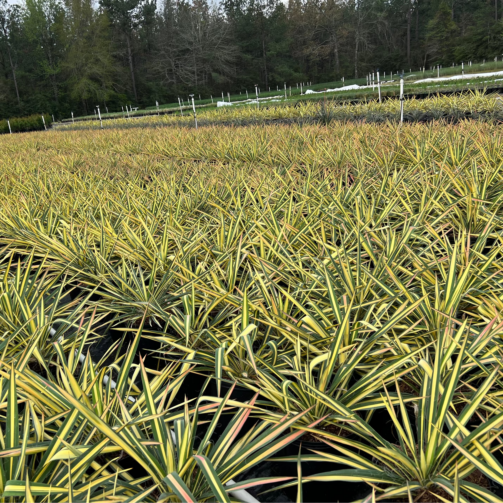 PERENNIAL Yucca 'Color Guard'