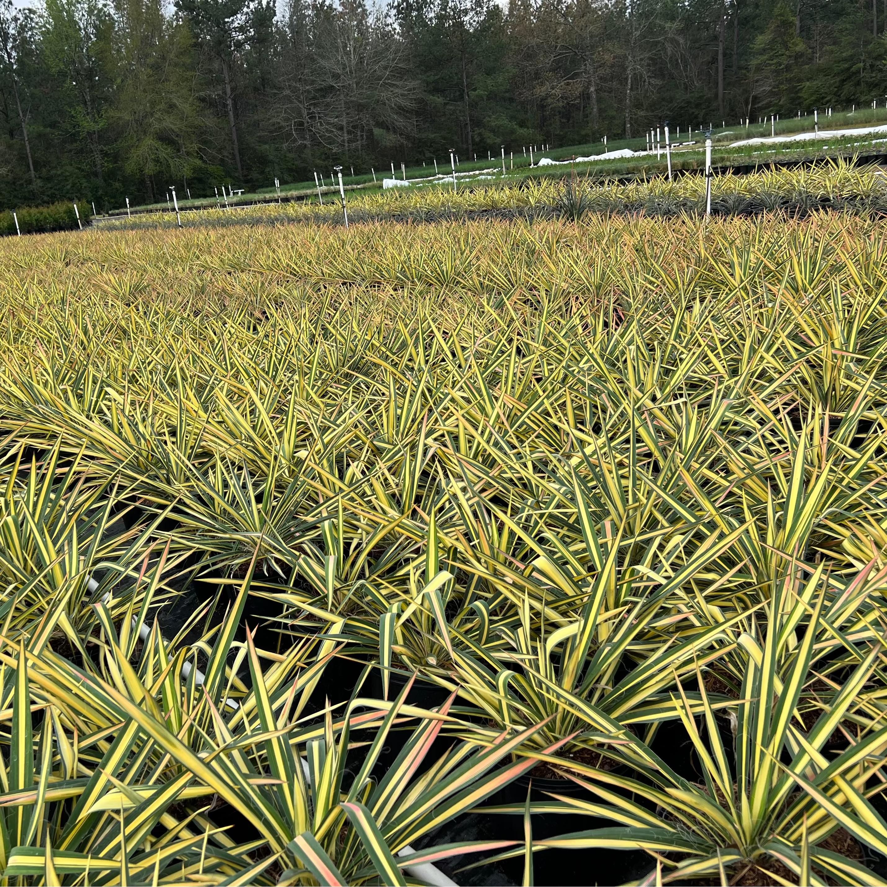 PERENNIAL Yucca 'Color Guard'