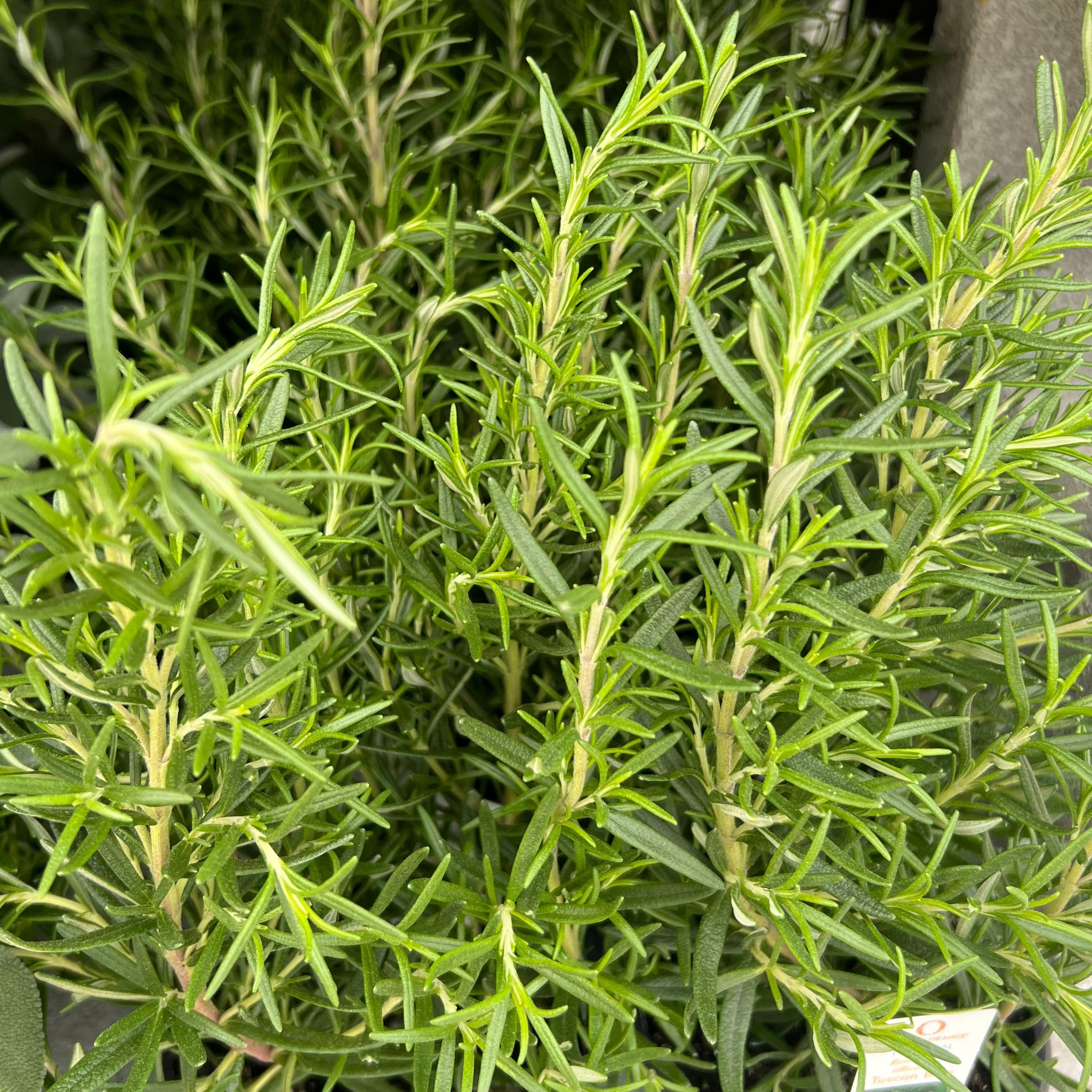 HERB Rosemary 'Salem' - 4” Pot