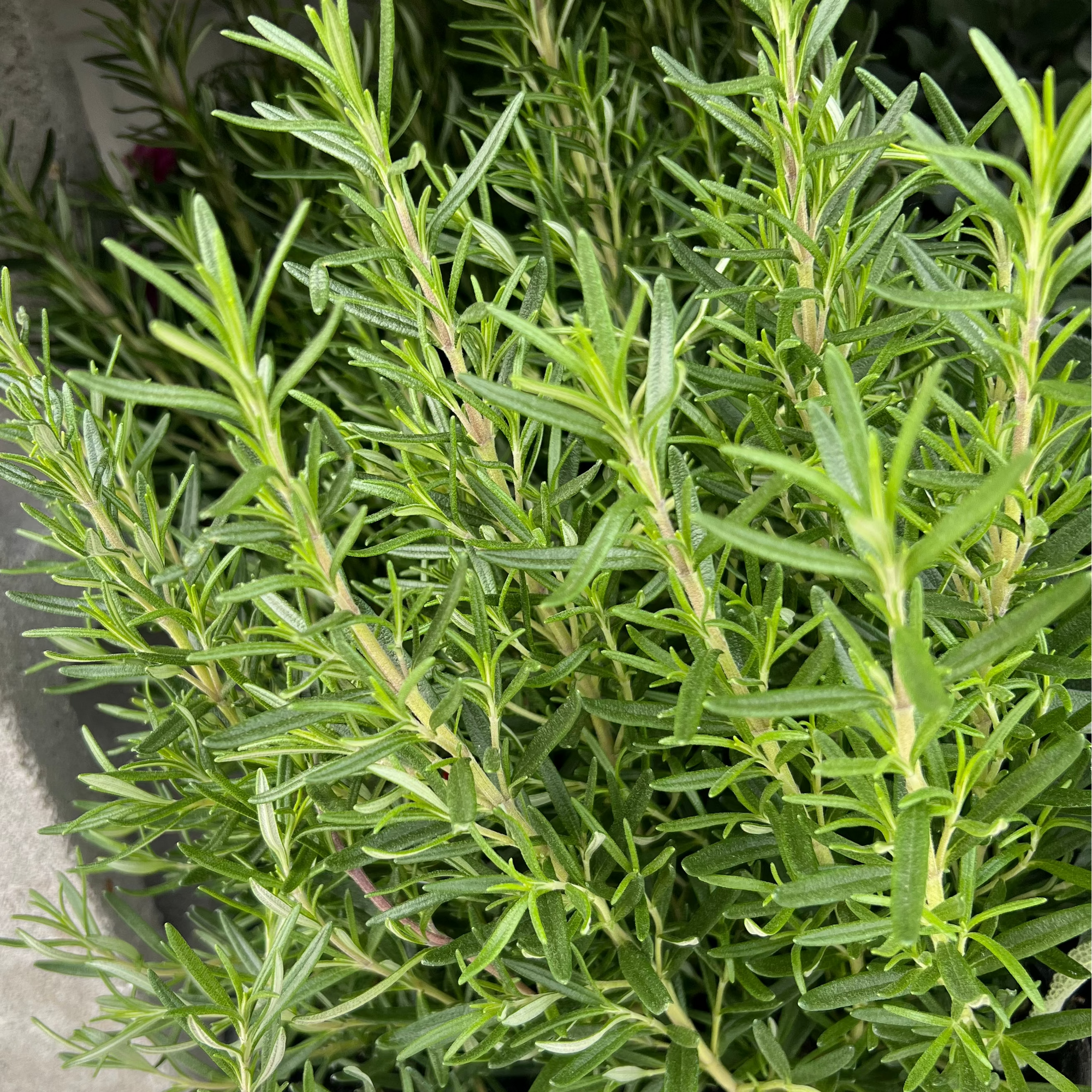 Potted plant with green leaves on a concrete surface