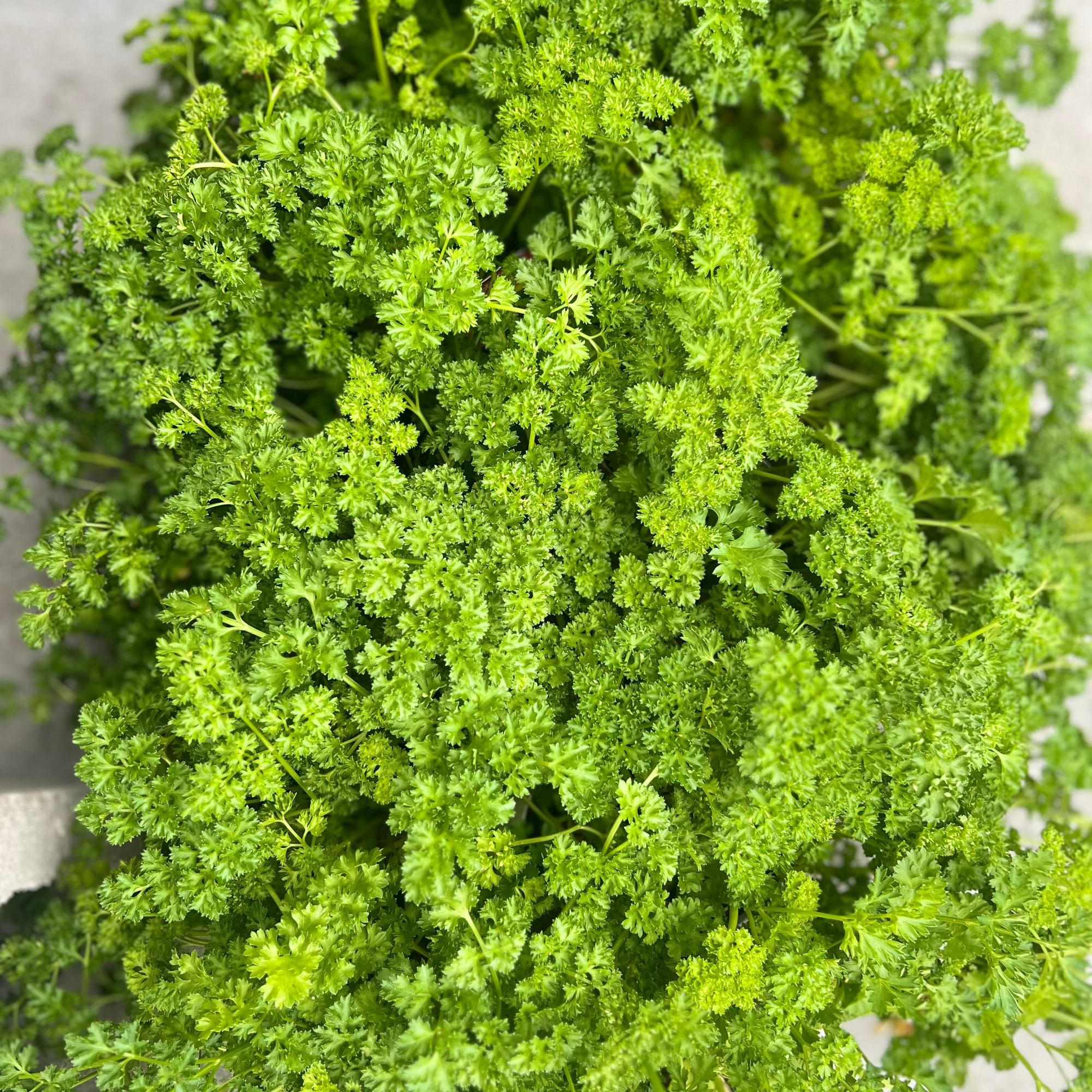 HERB Parsley 'Curly' - 4” Pot