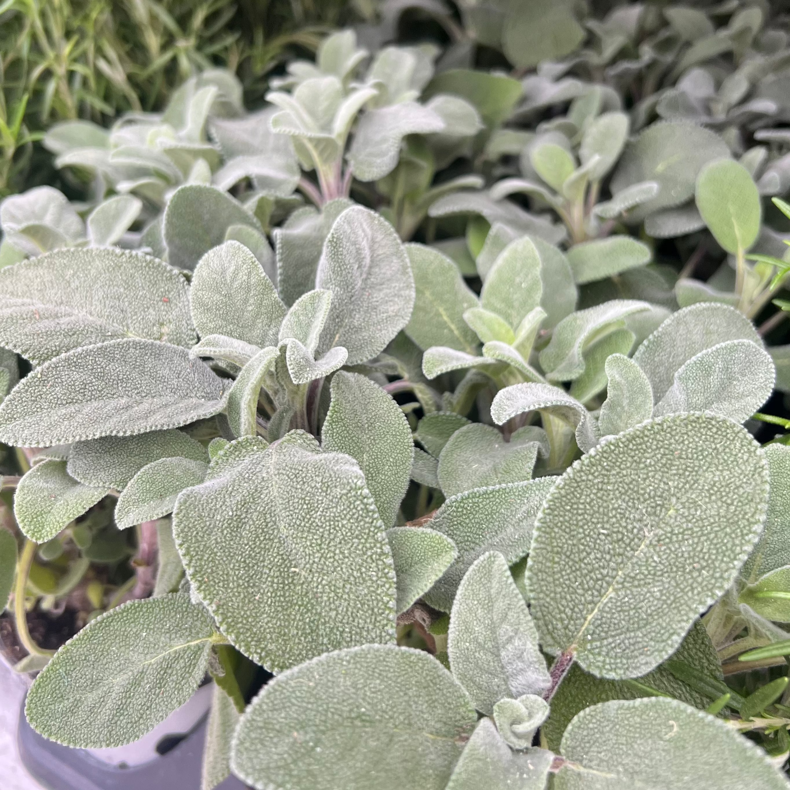 HERB Sage 'Berggarten' - 4” Pot