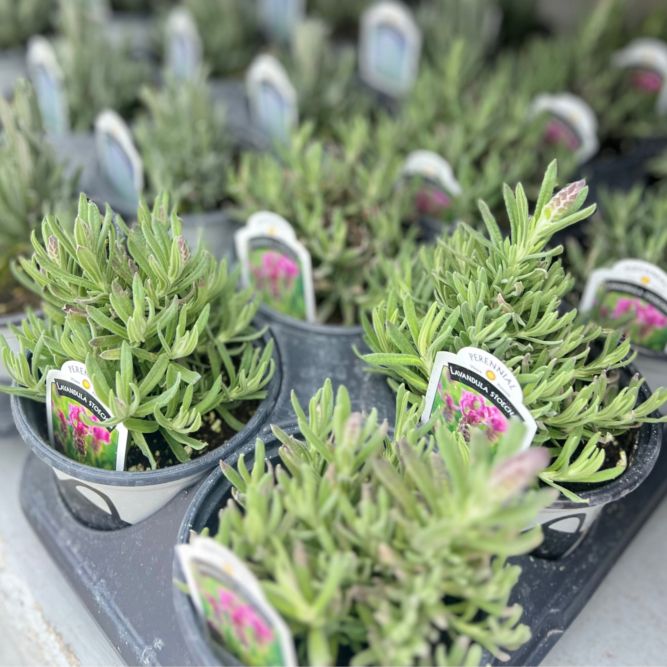 HERB Lavender 'Anouk Deep Rose' - 4” Pot