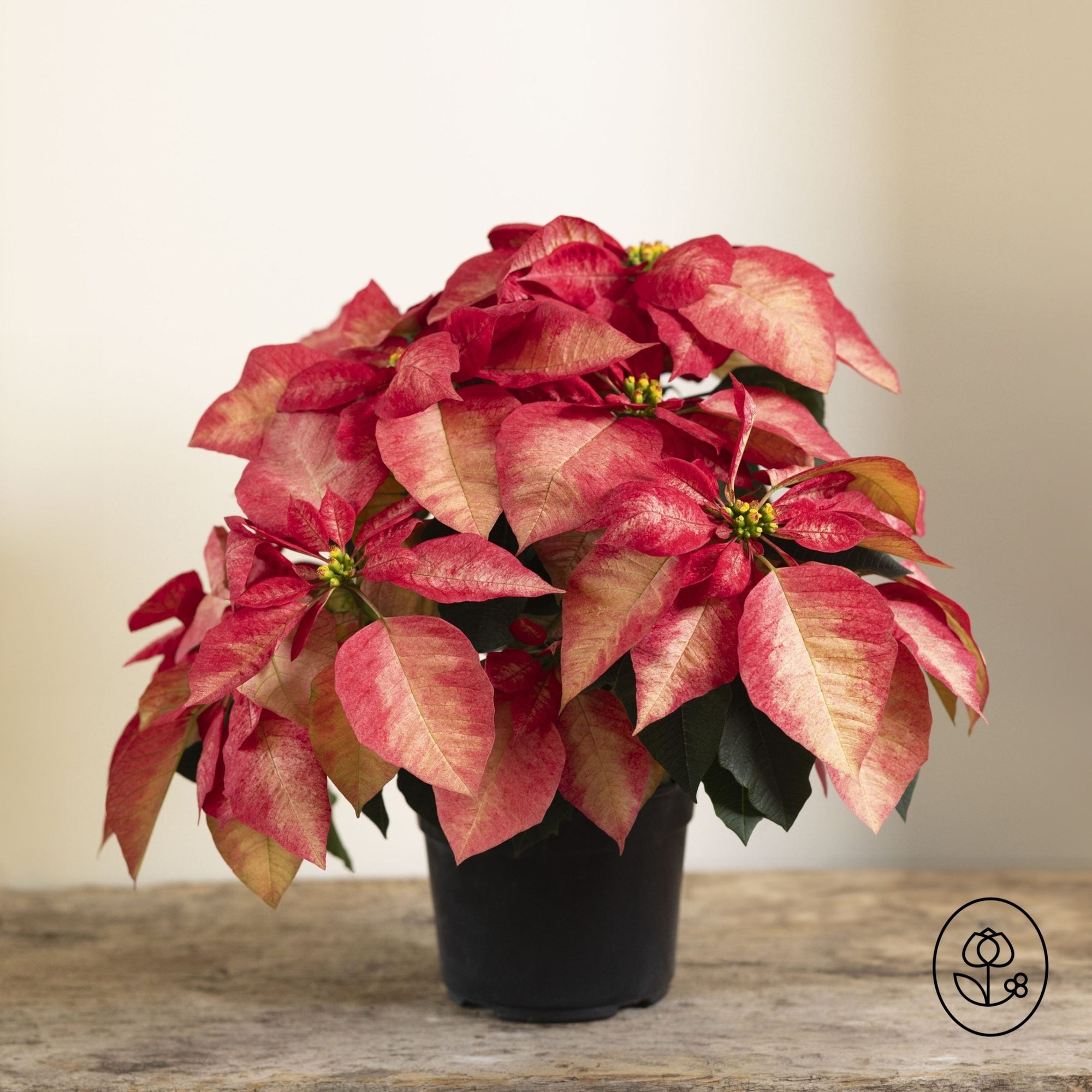 6.5" Poinsettia 'Ice Crystal'