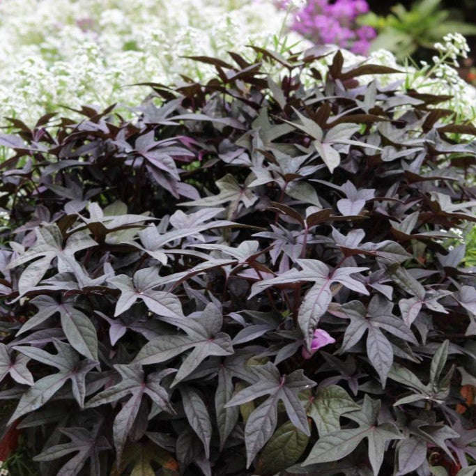 Ipomoea Illusion® Midnight Lace