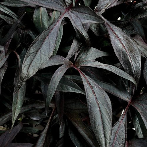 Ipomoea Illusion® Midnight Lace