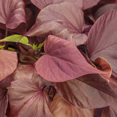 Ipomoea Sweet Caroline Sweetheart Mahogany™