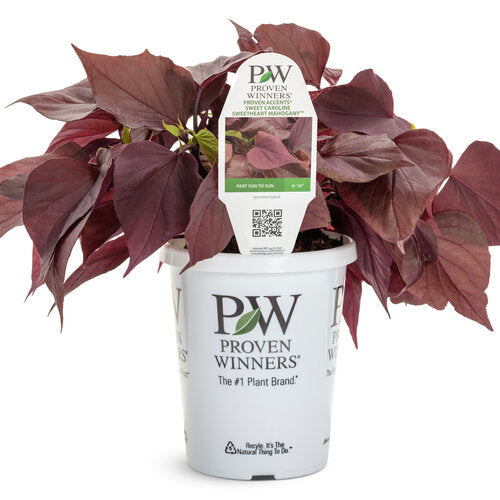Ipomoea Sweet Caroline Sweetheart Mahogany™